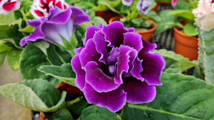 Thick Blue Gloxinia Flower Seeds for Planting, 100 pcs