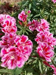 Godetia Grandiflora Monarch Mix Blomsterfrø til udplantning - 100 stk