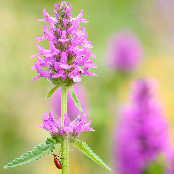 Stachys Flower Seeds for Planting – Heirloom, Non-GMO High Germination Fuzzy Foliage Organic Garden Seeds