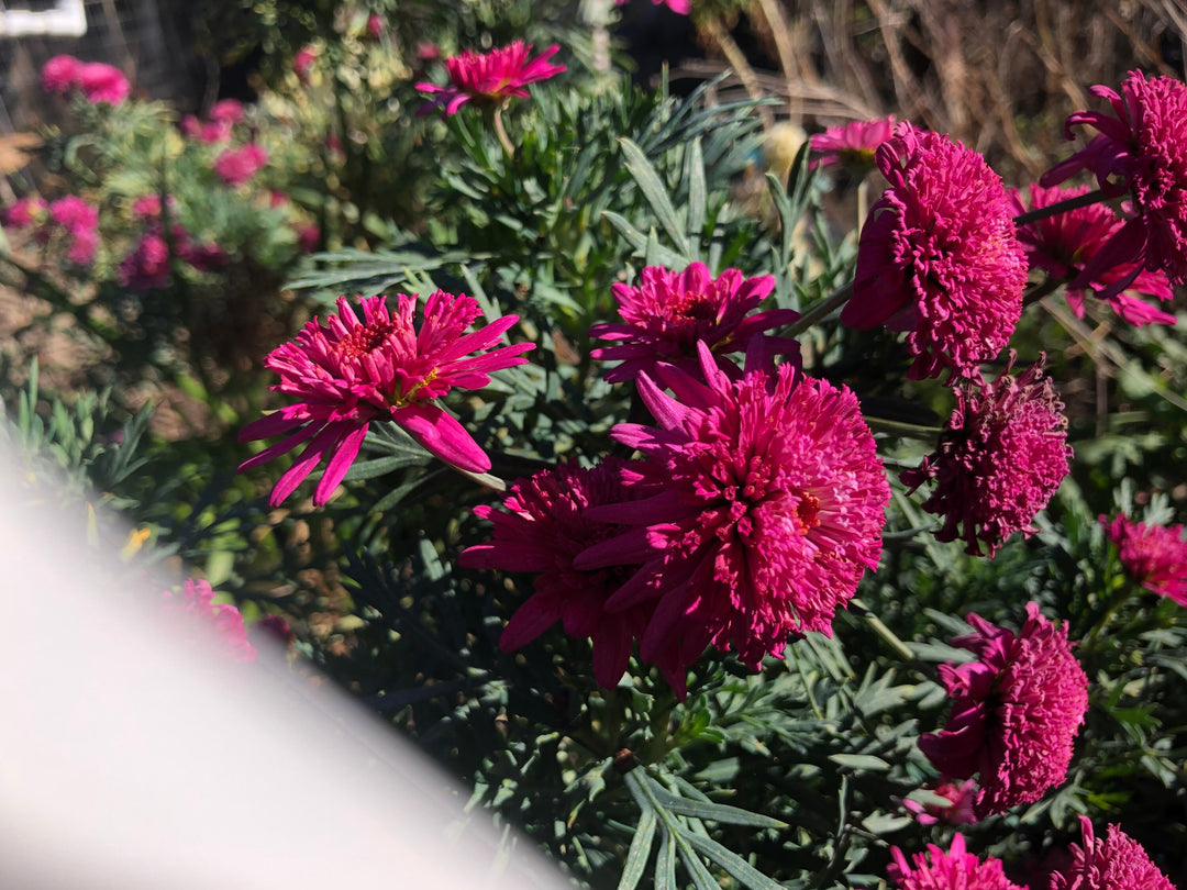 Argyranthemum Blomsterfrø til udplantning, 100 stk