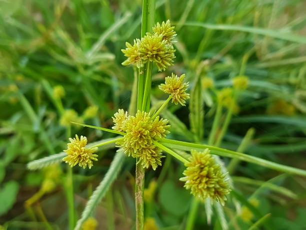 Yellow Cyperus Papyrus Plant Seeds for Planting - 100 pcs