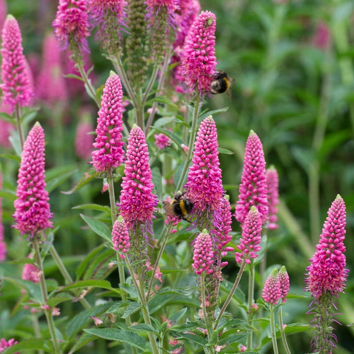 Heirloom Pink Veronica Flower Seeds for Planting – Non-GMO Spiked Blooms, High Germination Organic Garden Seeds