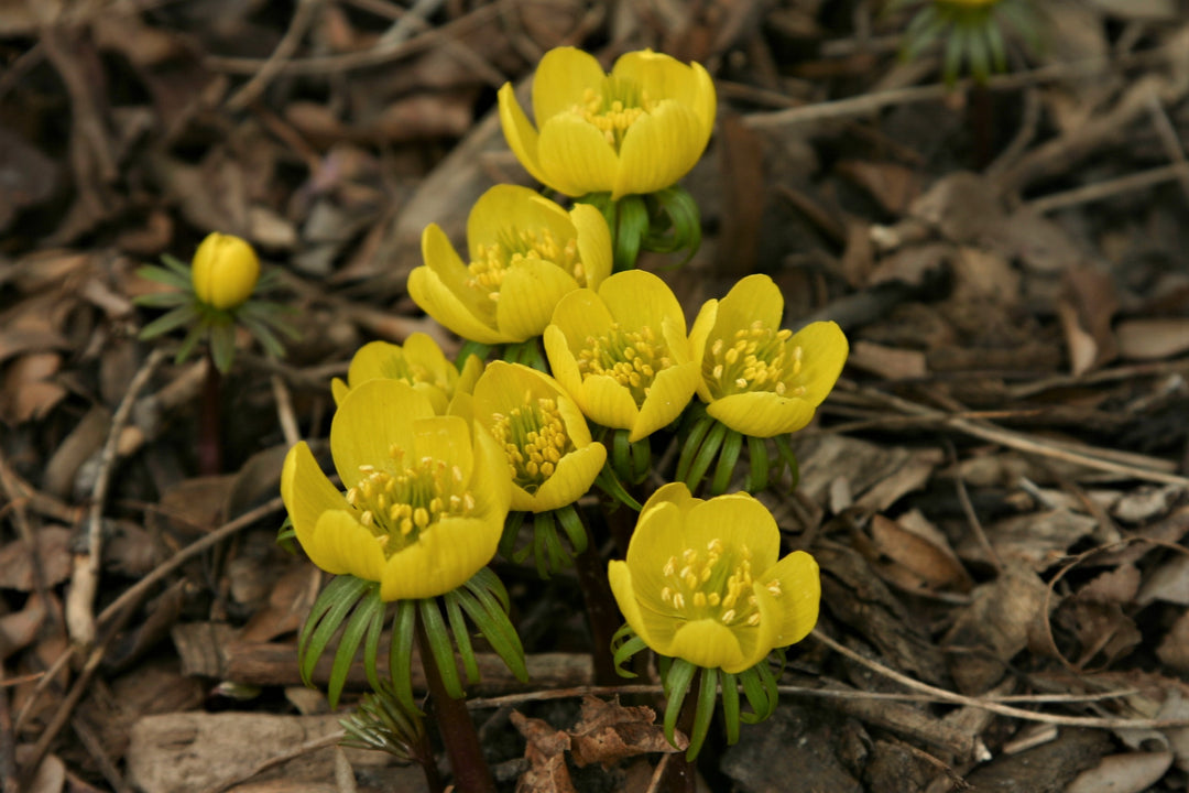 Yellow Aconite Flower Seeds for Planting, Bright Blooms, 100 pcs