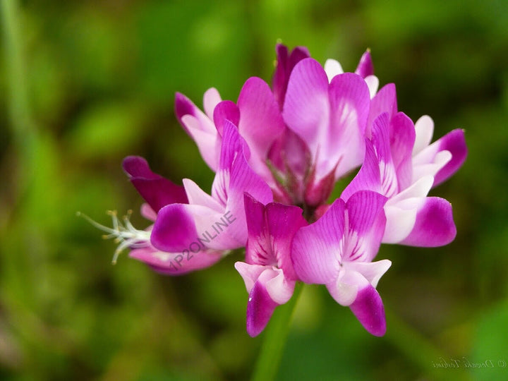 Pink Astragalus Sinicus blomsterfrø til udplantning, 100 stk