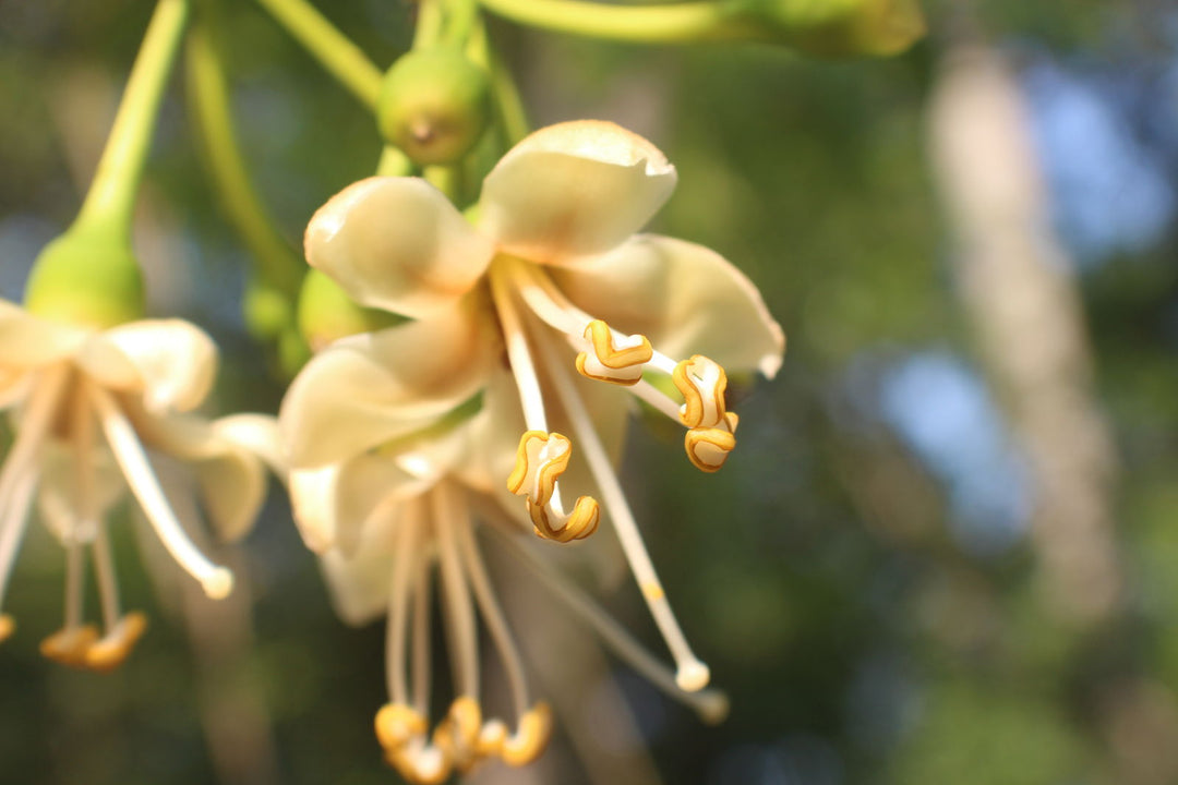 Pentandra blomsterfrø til plantning - 100 stk