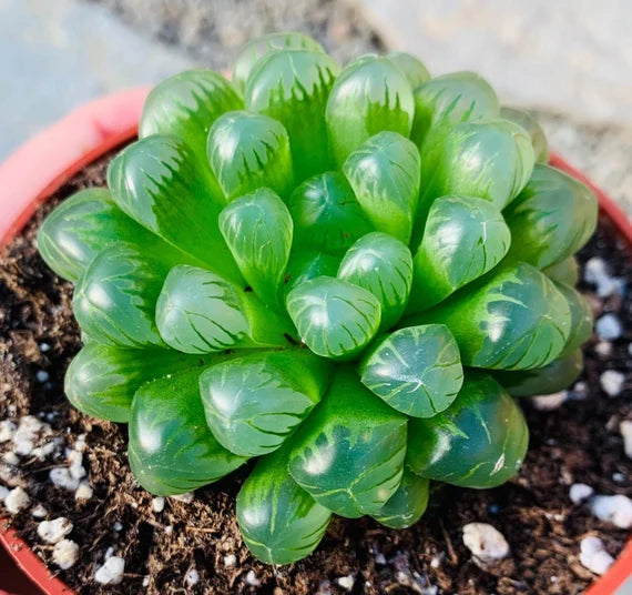 Haworthia Cooperi Flower Seeds for Planting NON GMO Seeds