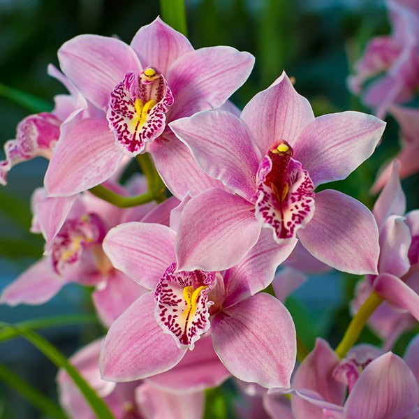 Pink Cymbidium Orchid Seeds for Planting - 100 pcs