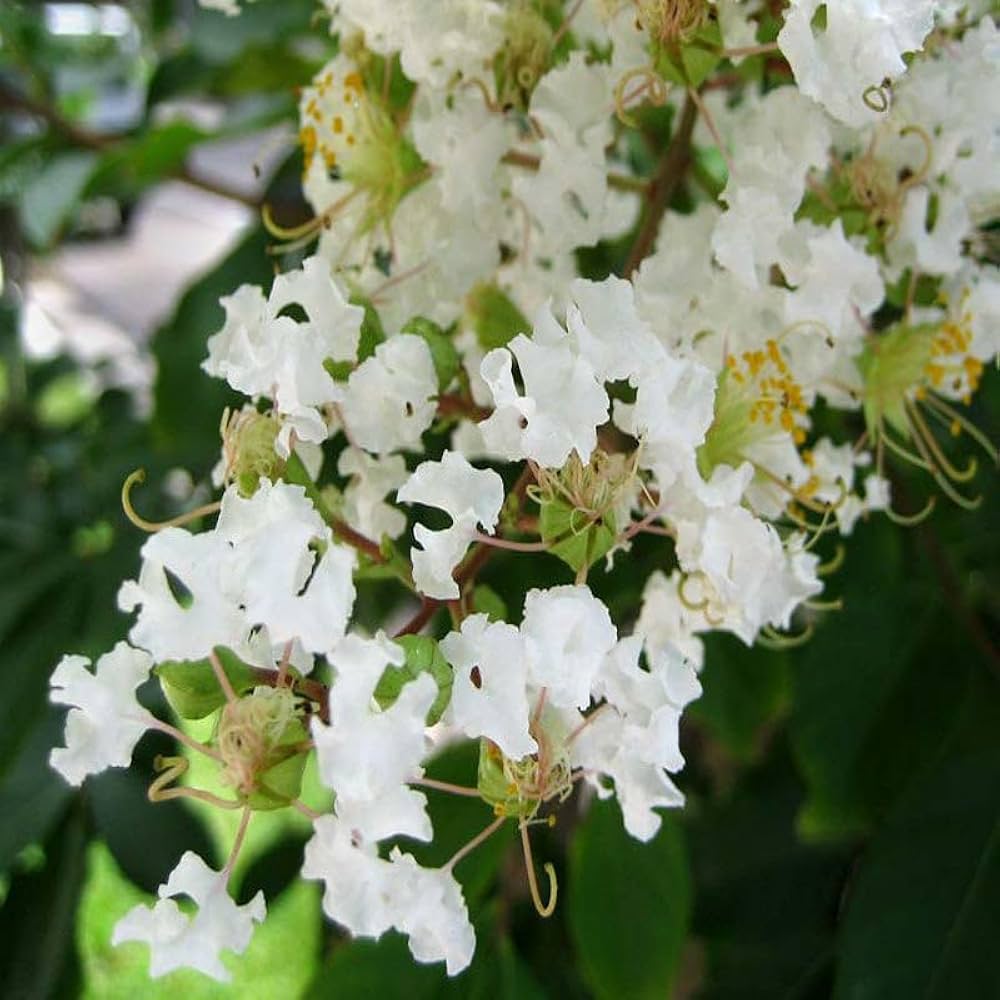 Heirloom Non-GMO White Crape Myrtle Tree Seeds for Garden Planting – Elegant Summer Blooming Tree
