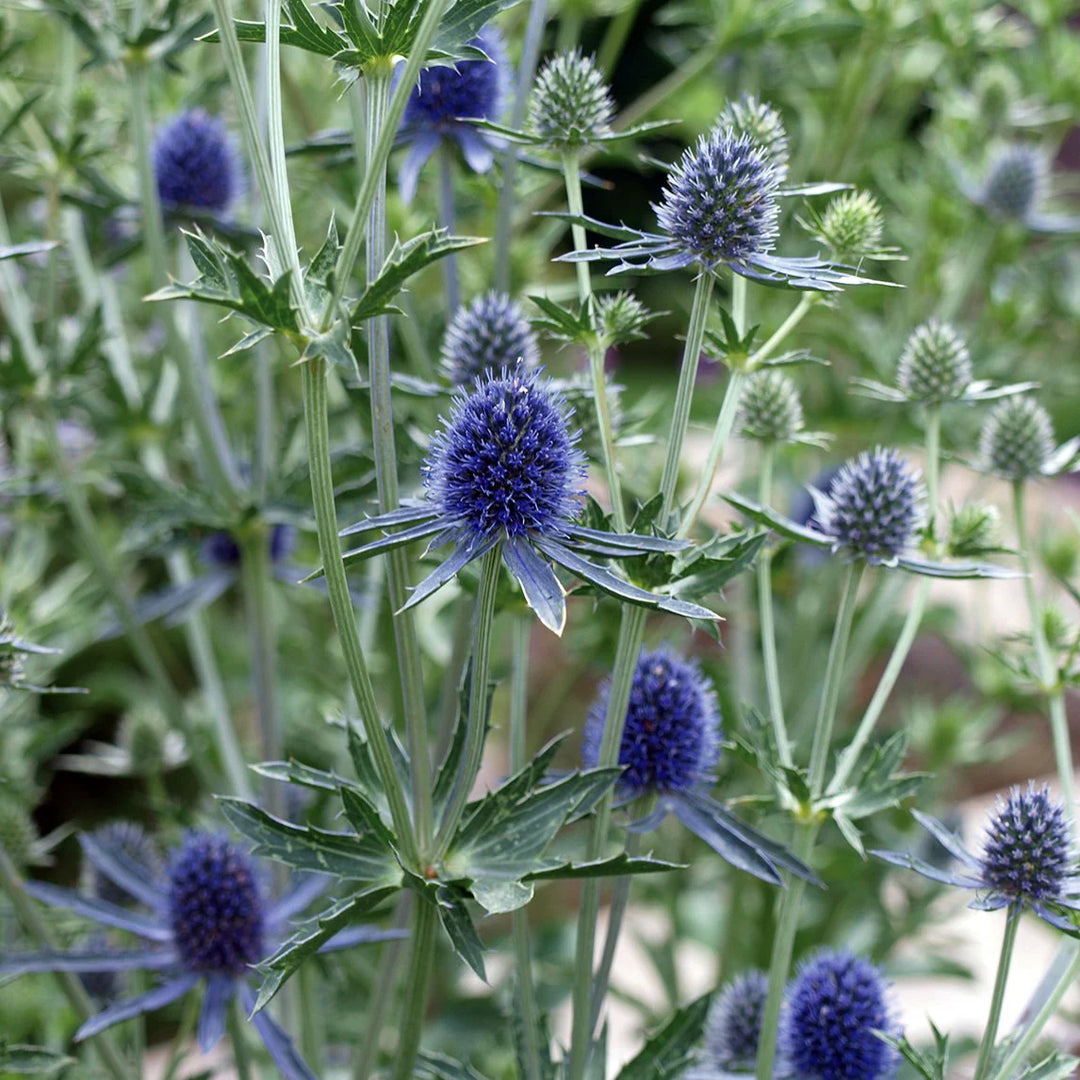 Heirloom Non-GMO Blue Eryngium Planum Flower Seeds – Unique Spiky Blooms for Garden Planting
