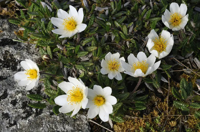 White Burren Flower Seeds for Planting - 100 pcs