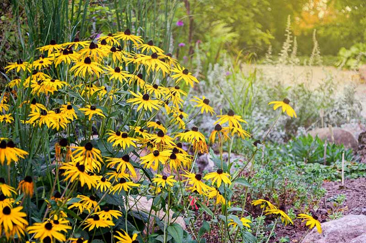 Heirloom Blomsterfrø til udplantning - 100 stk