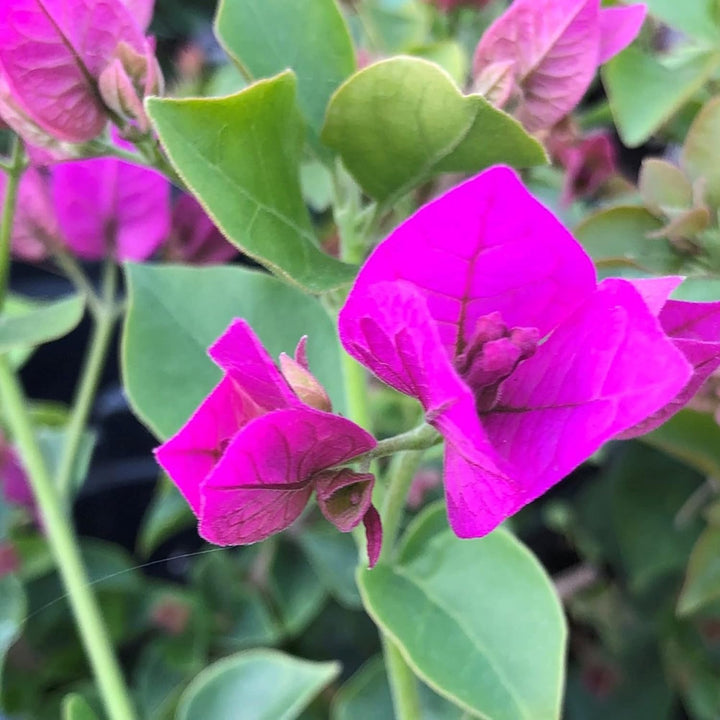 Organic Purple Bougainvillea Flower Seeds for Planting – Heirloom & Non-GMO Garden Seeds