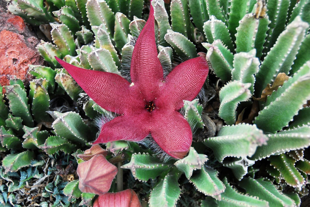 Stapelia Red Flower Seeds for Planting | Heirloom & Non-GMO Organic Garden Seeds | High Germination