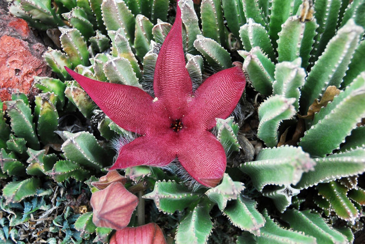 Stapelia Red Flower Seeds for Planting | Heirloom & Non-GMO Organic Garden Seeds | High Germination