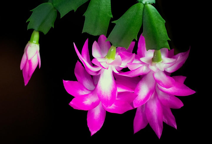 Pink Schlumbergera blomsterfrø til udplantning, 100 stk