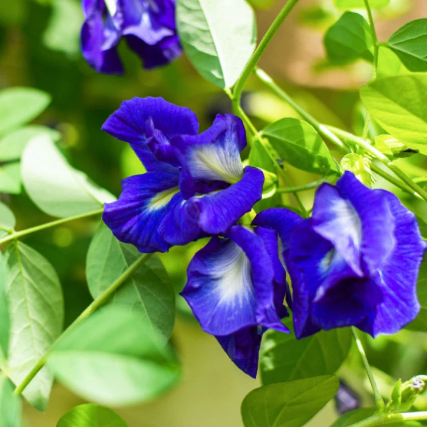 Heirloom Non-GMO Clitoria Flower Seeds for Planting – High Germination Organic Blue Garden Blooms