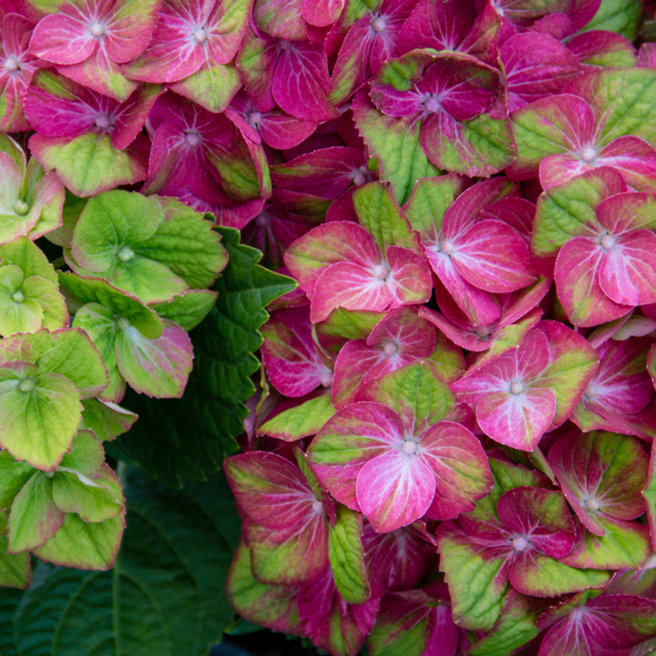 Heirloom Green Pink Hydrangea Flower Seeds, Non-GMO Colorful Blooms for Planting