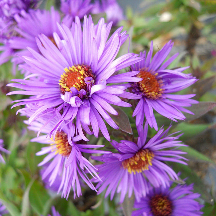 Purple Aster Novae-Angliae Seeds for Planting – Organic, Heirloom, Non-GMO Flower Seeds