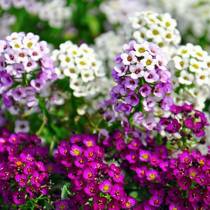 Alyssum flerårige blomsterfrø til plantning, arvestykke, ikke-GMO, 100 stk.