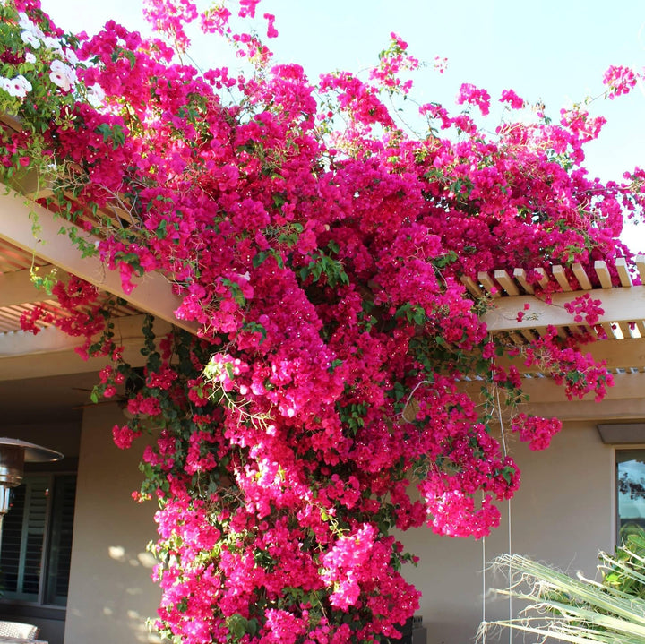 Thick Pink Bougainvillea Flower Seeds 100 pcs