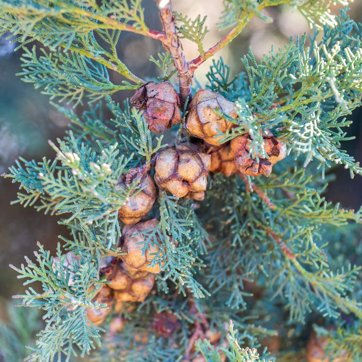 Italian Cypress Tree Seeds (Cupressus sempervirens) – Heirloom Non-GMO Seeds for Tall Elegant Landscapes