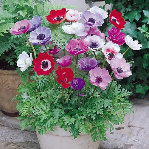 Anemoner blomsterfrø til plantning, arvestykke, ikke-GMO, 100 stk.