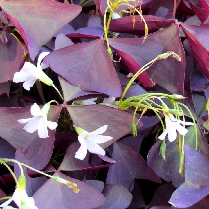 Heirloom Non-GMO Red Woodsorrel Flower Seeds for Garden Planting – Clover-Like Blooms, High Germination