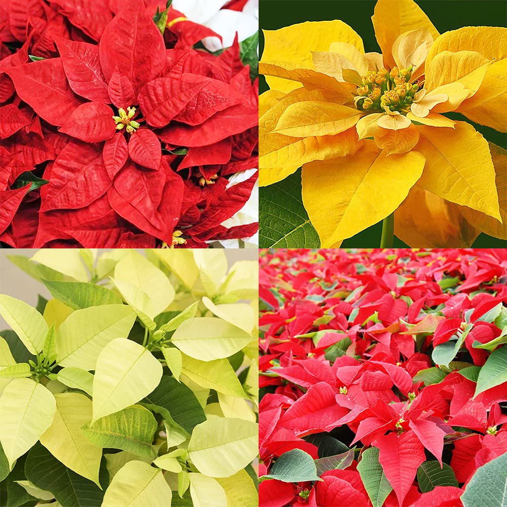 Mixed Poinsettia Flower Seeds for Planting, 100 pcs