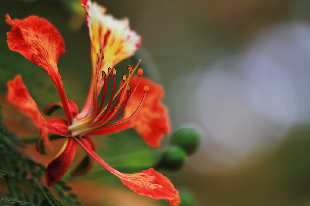 Heirloom Non-GMO Phoenix Flower Seeds for Garden Planting – Fiery Exotic Blooms Variety