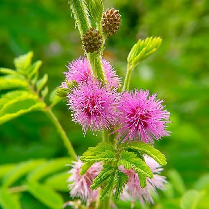 Mimosa Pudica, Touch me not, Lajalu, følsomme plantefrø til plantning - Pink,100 stk.