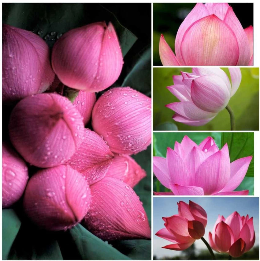 Tulip Light Pink Flower Seeds for Planting - 100 pcs