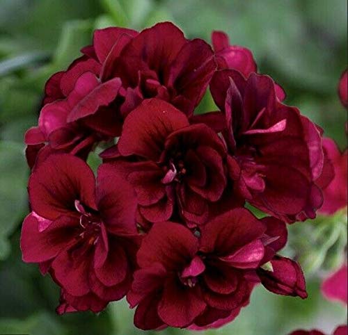 Geranium Dark Burgundy Seeds – Heirloom Non-GMO Organic Flower Seeds for Planting – High Germination Garden Seeds