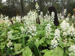 Grønne Tiarella plantefrø til udplantning - 100 stk