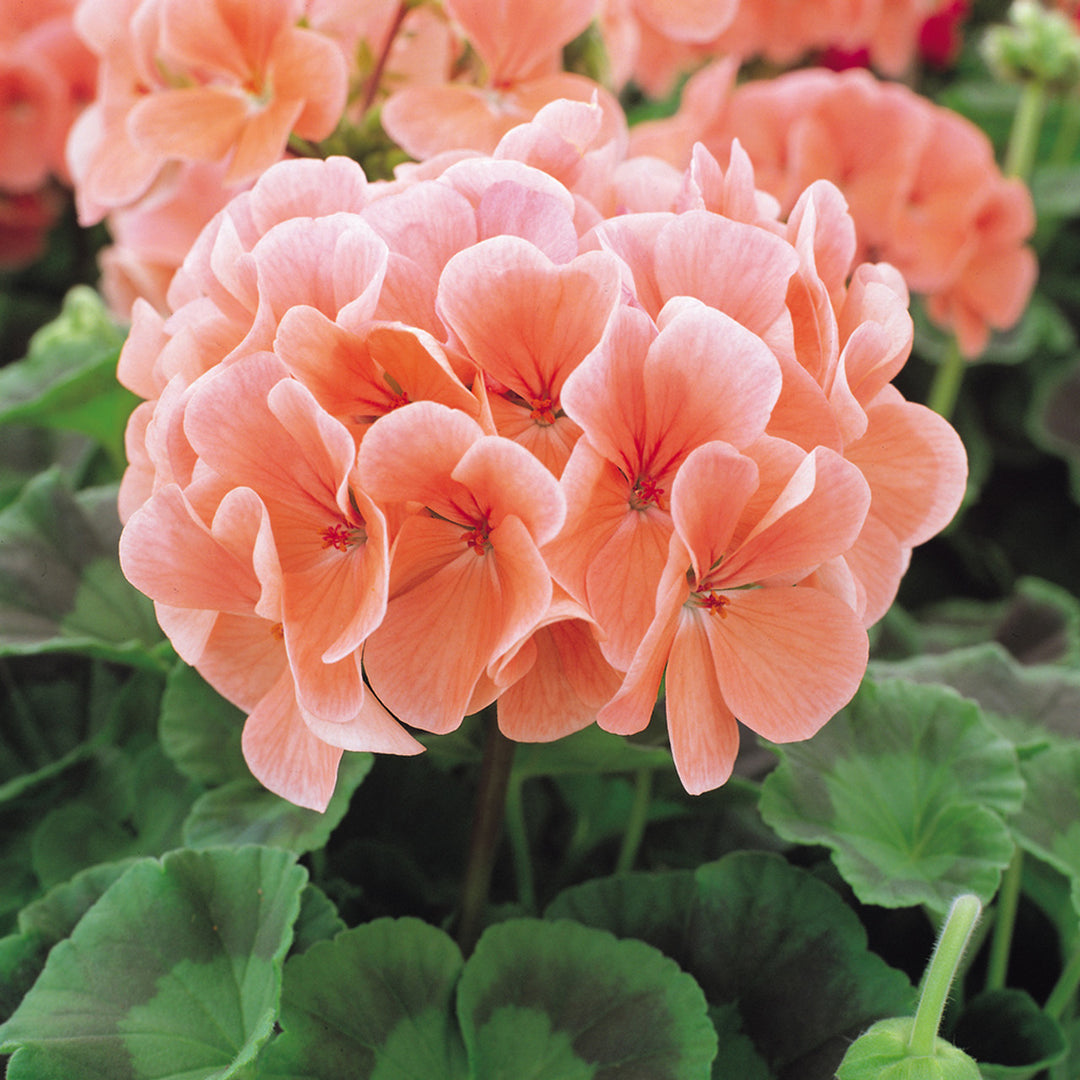 heirloom geranium seeds Heirloom Non-GMO Peach Geranium Flower Seeds – High Germination Soft Colorful Blooms for Garden Planting