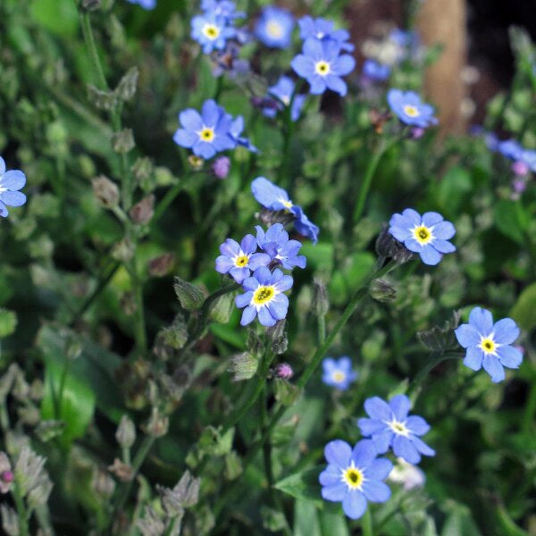 Organic Blue Myosotis Sylvatica Flower Seeds for Planting – Heirloom, Non-GMO