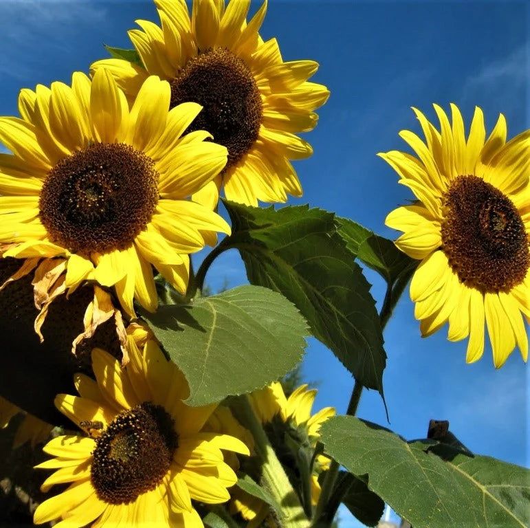 Gule solsikkeblomsterfrø - 100 stk