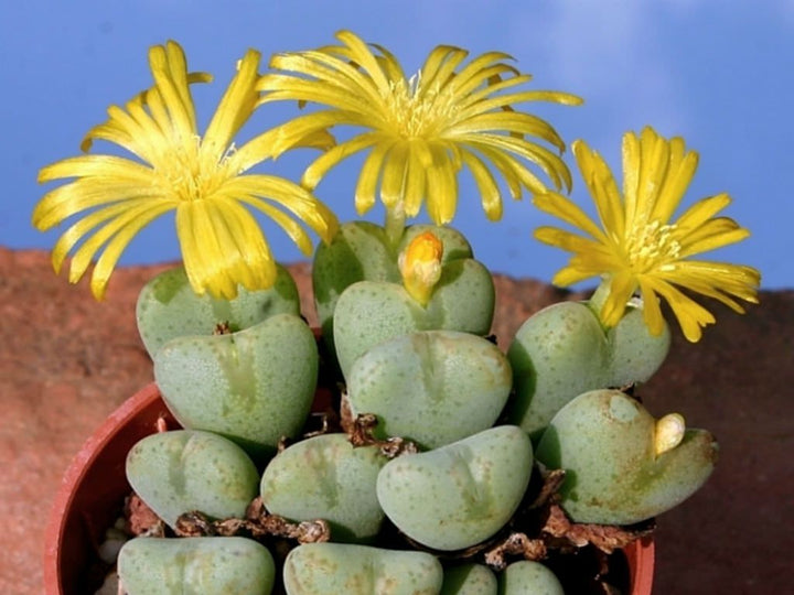 Yellow Conophytum Flower Seeds for Planting - 100 pcs