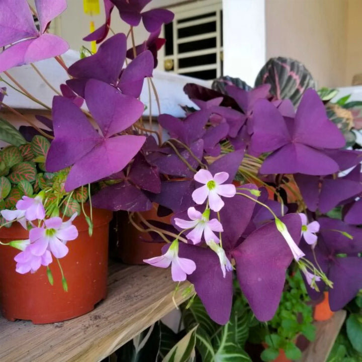 Oxalis Triangularis Flower Seeds for Planting, 100 pcs