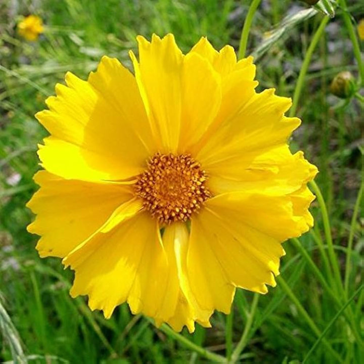 Yellow Coreopsis Lance Flower Seeds for Planting, 100 pcs