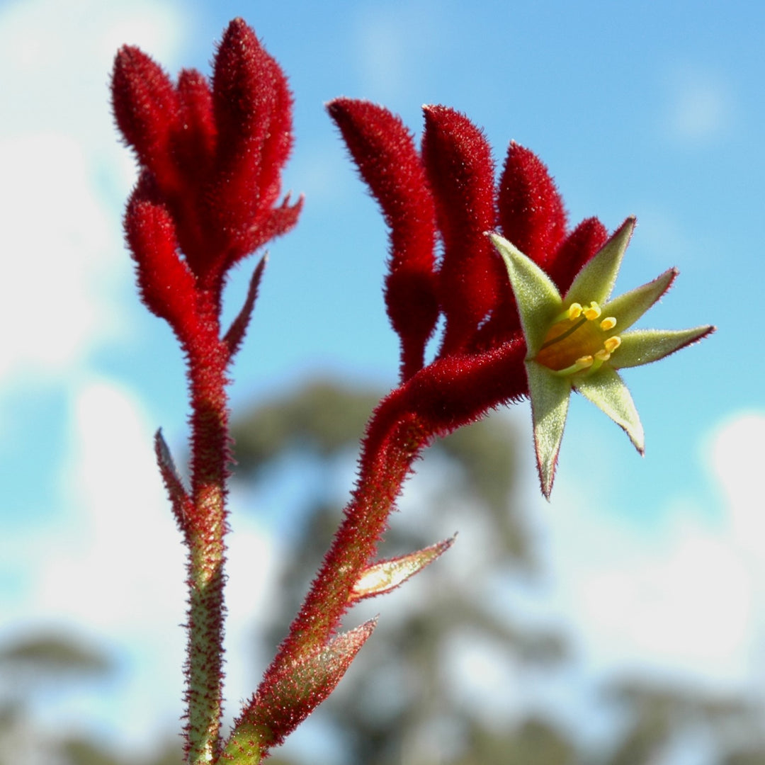 Anigozanthos Flower Seeds for Planting, 100 pcs