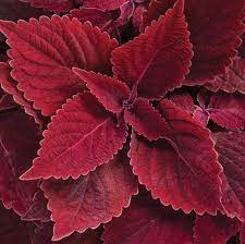 Heirloom Deep Red Coleus Flower Seeds for Planting – Non-GMO, Bold Ornamental Foliage Variety