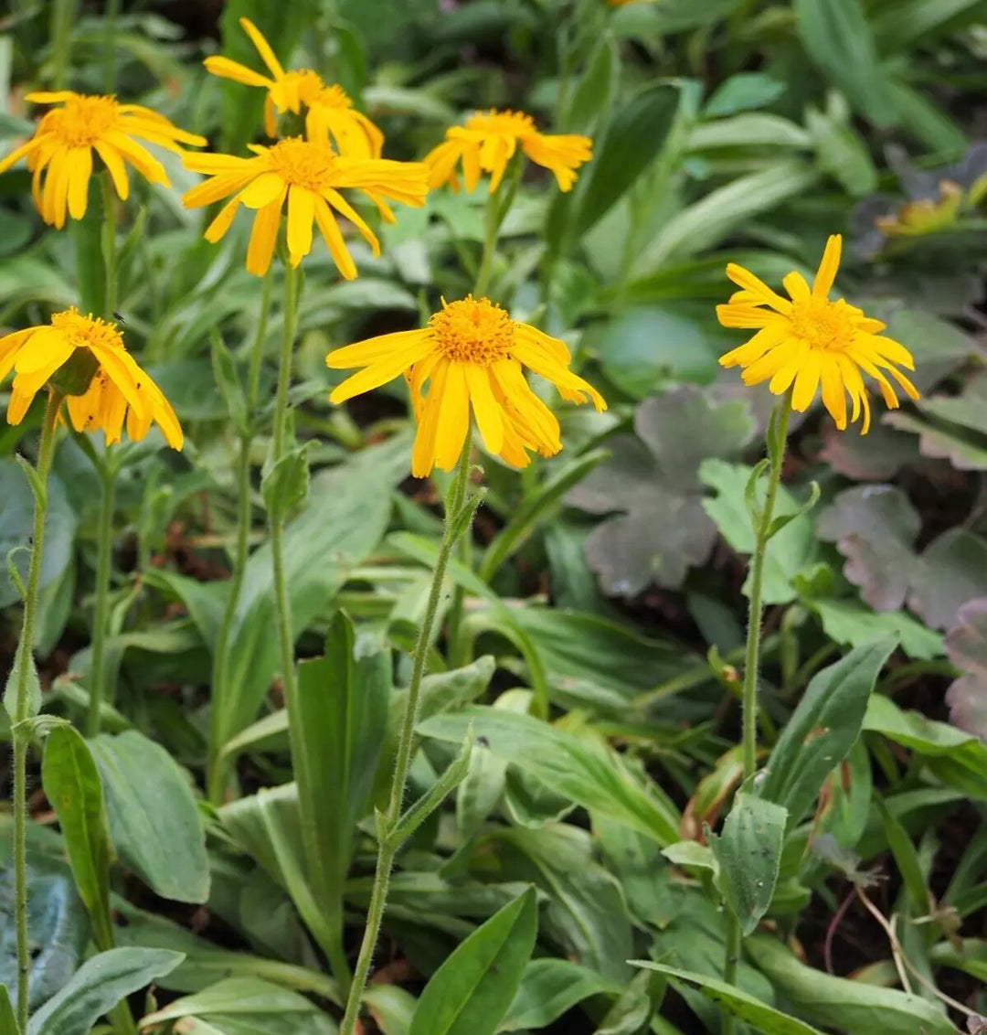 Arnica Flower Seeds for Garden Planting - 100 pcs