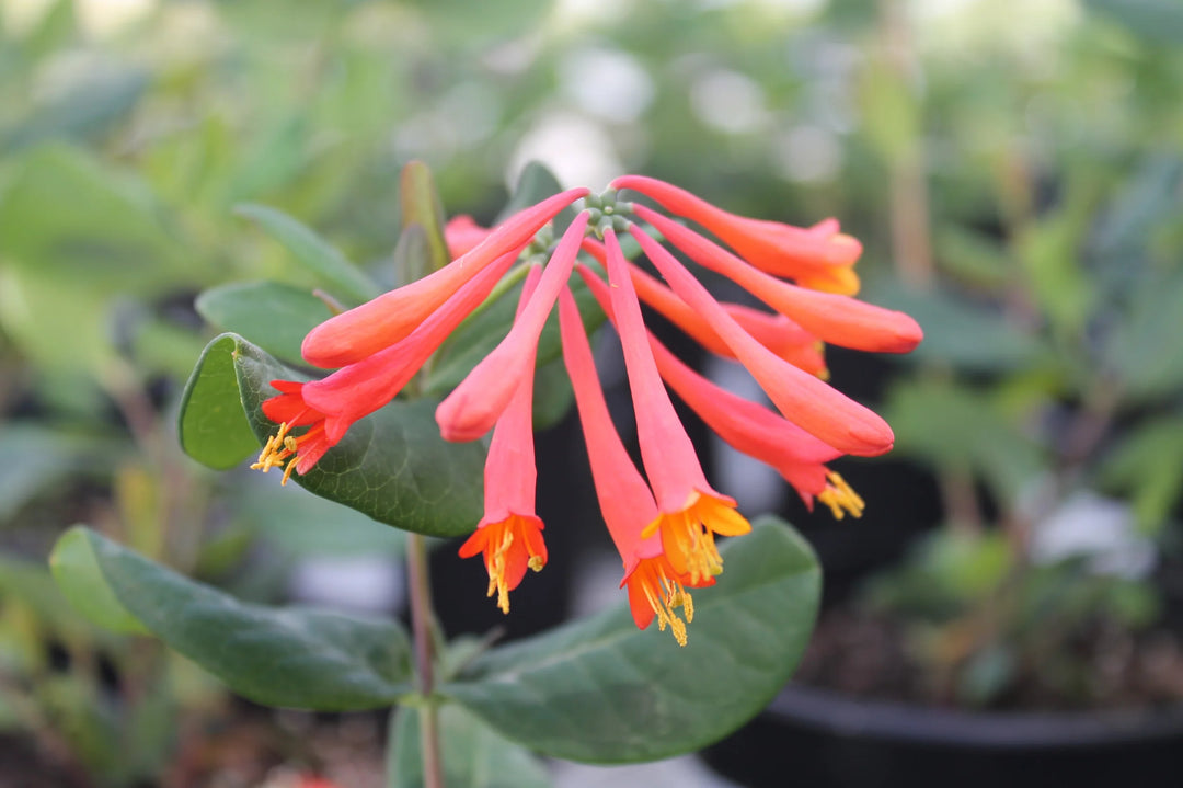 honeysuckle seeds for planting Honeysuckle Flower Seeds for Garden Planting – Non-GMO Heirloom Organic Garden Seeds, High Germination