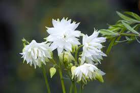 Aquilegia blondeblomsterfrø til plantning - 100 stk