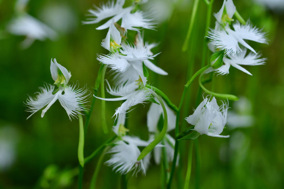 White Egret Orchid Seeds for Planting, 100 pcs