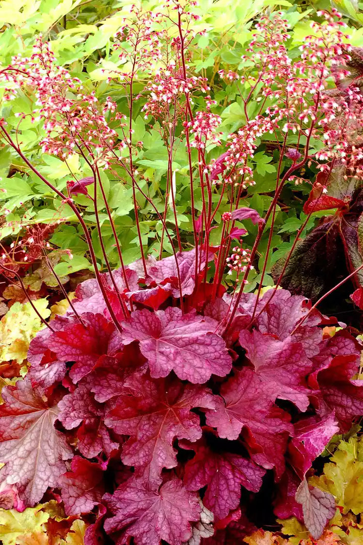 Red Coral Heuchera Flower Seeds - Heirloom, NON-GMO Seeds for Planting - Perennial Shade Garden Blooms