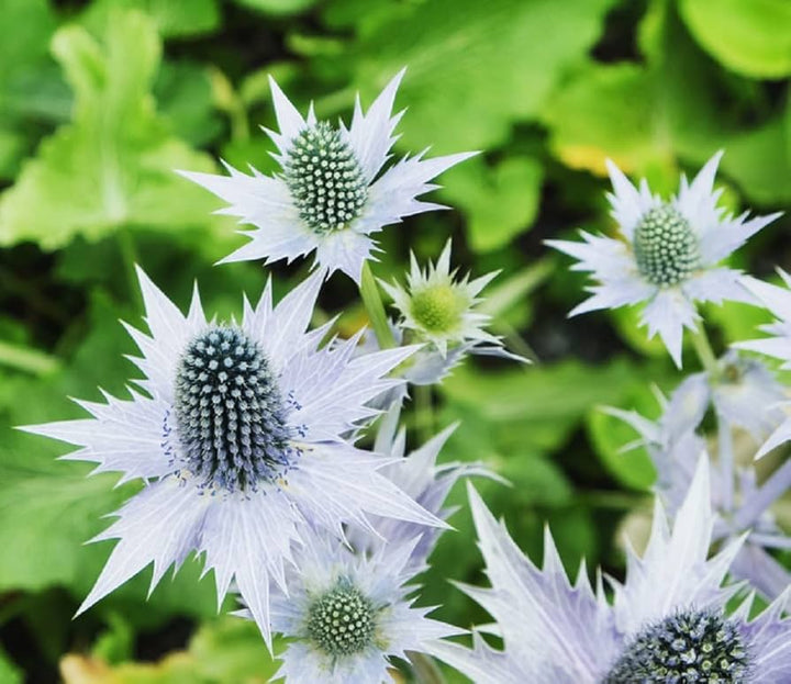 Heirloom Non-GMO Silver Holly Flower Seeds for Winter Gardens and Decorative Landscaping