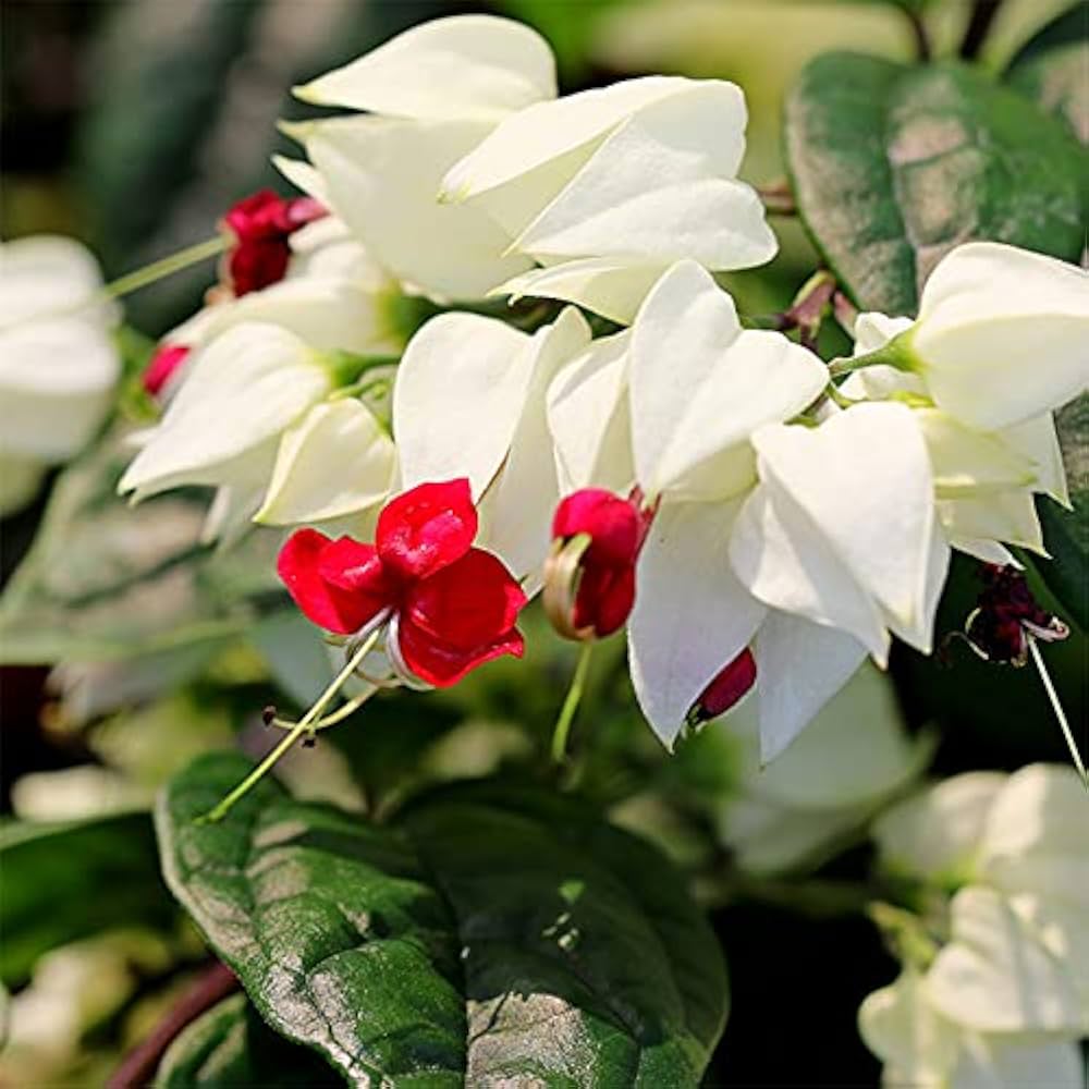 Clerodendrum Flower Seeds – Heirloom, Non-GMO, Tropical Garden Blooms for Vibrant Planting