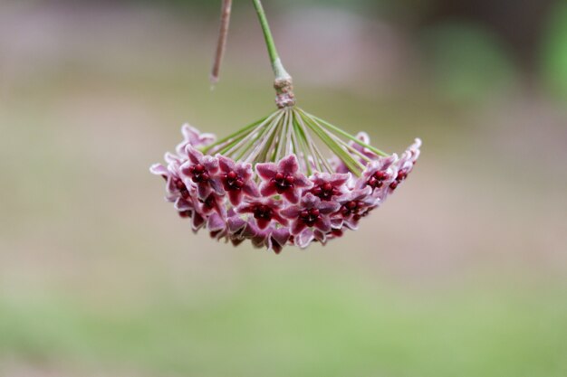 Organic Purple White Hoya Flower Seeds for Planting – Heirloom, Non-GMO