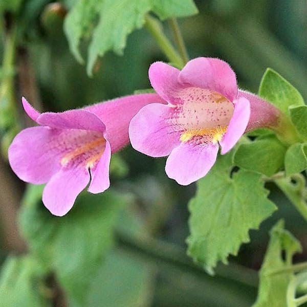 Pink Asarina Flower Seeds for Planting, 100 pcs